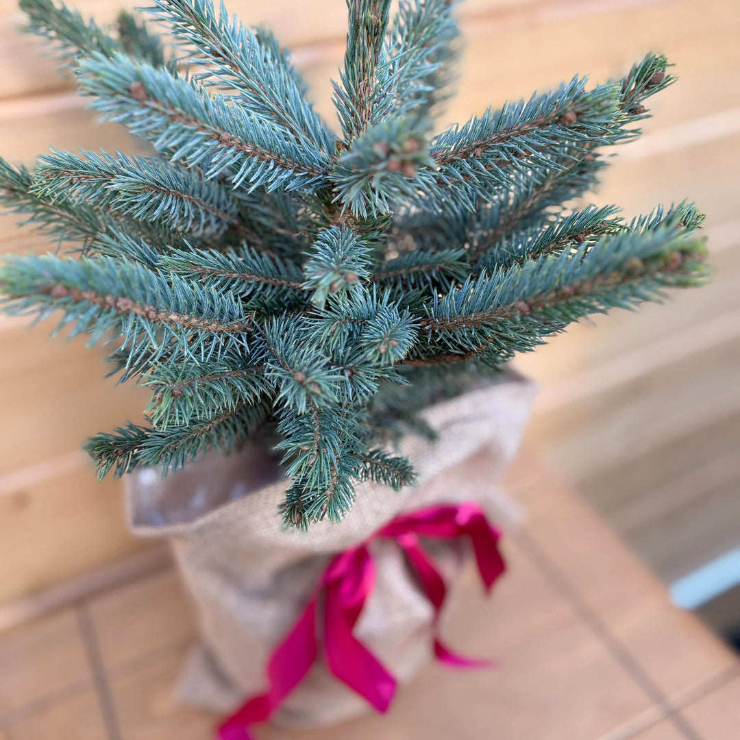 AcquaGarden Outdoor Plants Table Top Christmas Pine Tree 'Blue Spruce'