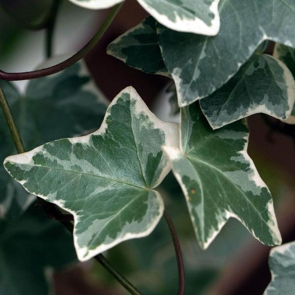 Houseplants