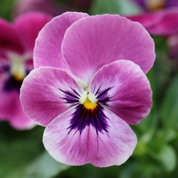 AcquaGarden Outdoor Plants Viola 'Antique Shades'