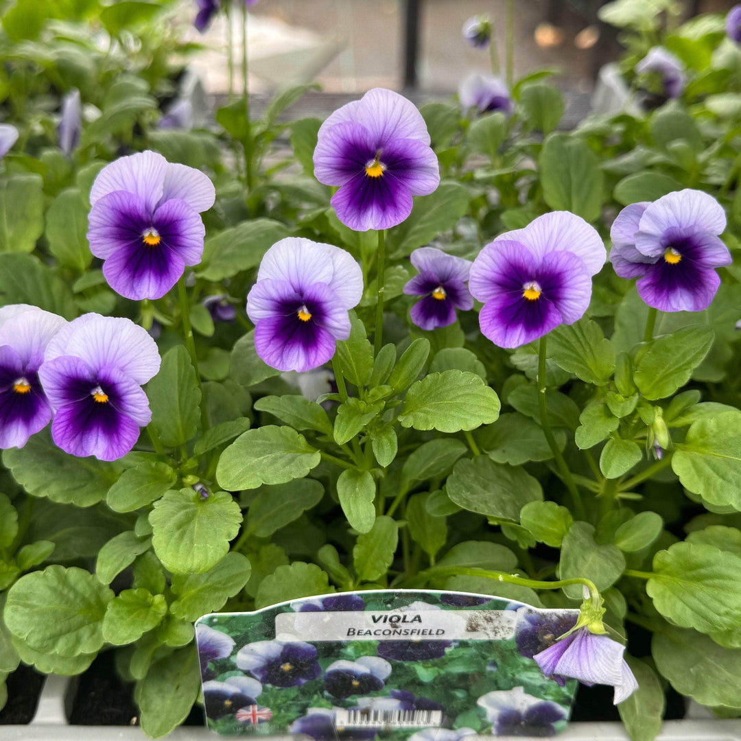 AcquaGarden Outdoor Plants Viola 'Beaconsfield'