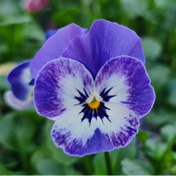 Bedding & Flowering Plants