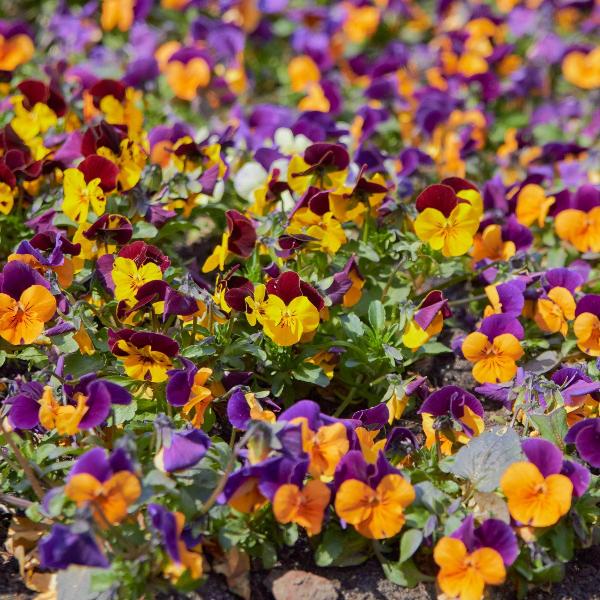 AcquaGarden Outdoor Plants Viola 'Fireworks Mix'