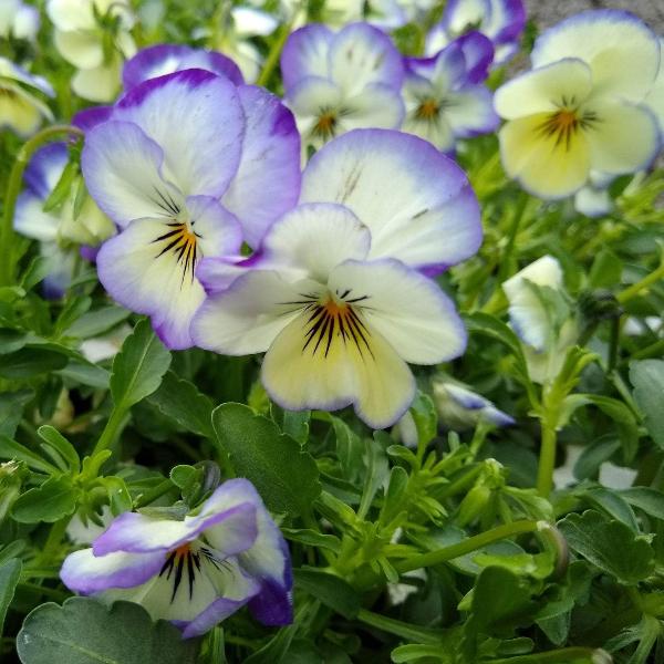 AcquaGarden Outdoor Plants Viola 'Magnifico'