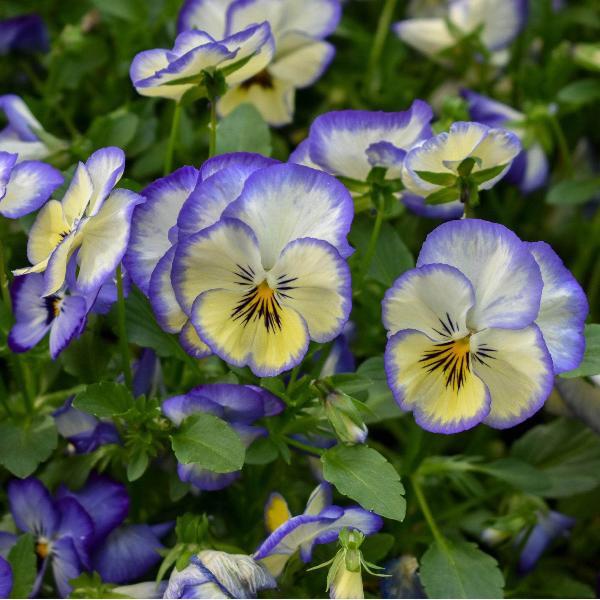 AcquaGarden Outdoor Plants Viola 'Magnifico'