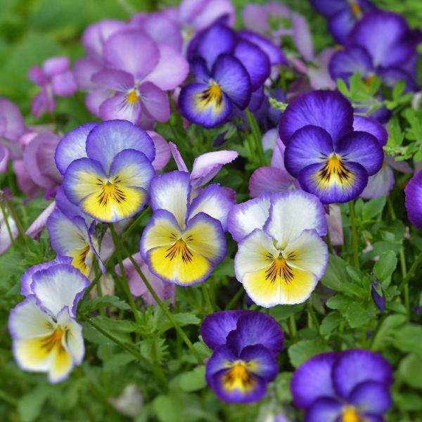 AcquaGarden Outdoor Plants Viola 'Magnifico'