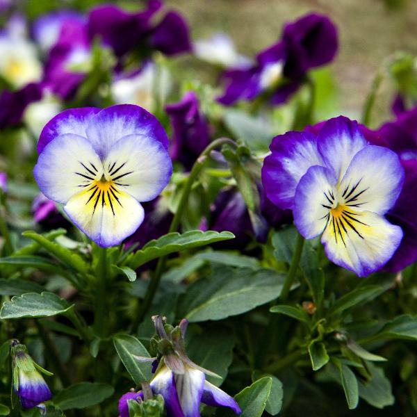 AcquaGarden Outdoor Plants Viola 'Magnifico'