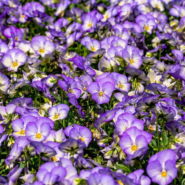 AcquaGarden Outdoor Plants Viola 'Magnifico'