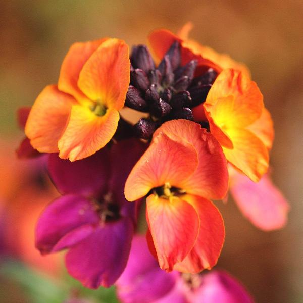 Bedding & Flowering Plants