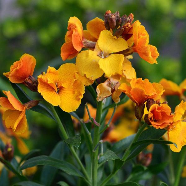 AcquaGarden Outdoor Plants Wallflower 'Tom Thumb'