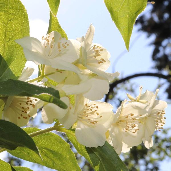 Shrubs & Perennials
