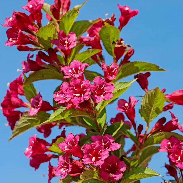 AcquaGarden Outdoor Plants Weigela Florida 'Moulin Rouge'