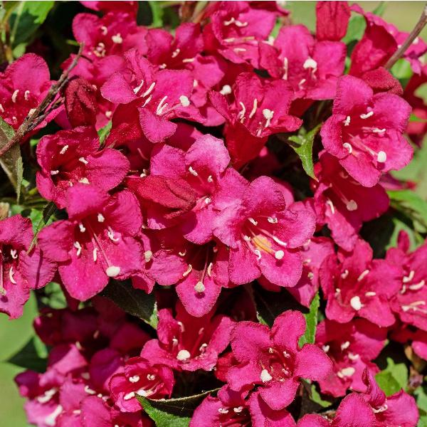 AcquaGarden Outdoor Plants Weigela Florida 'Moulin Rouge'