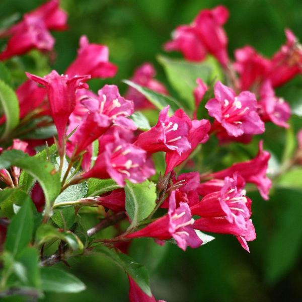 AcquaGarden Outdoor Plants Weigela Florida 'Moulin Rouge'
