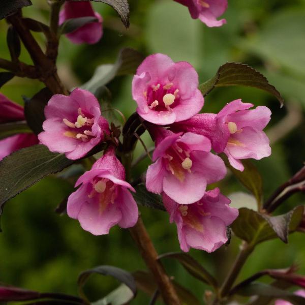 AcquaGarden Outdoor Plants Weigela 'Florida Purpurea'