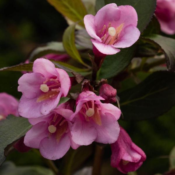 AcquaGarden Outdoor Plants Weigela 'Florida Purpurea'