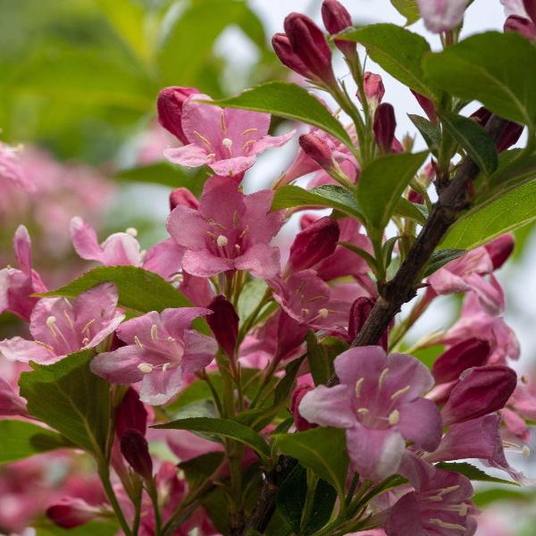 AcquaGarden Outdoor Plants Weigela 'Florida Purpurea'