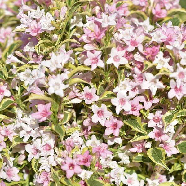 AcquaGarden Outdoor Plants Weigela 'Nana Variegata'