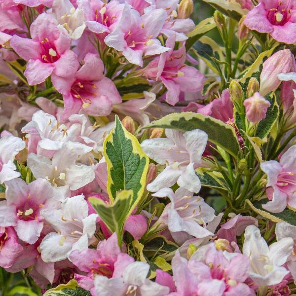 AcquaGarden Outdoor Plants Weigela 'Nana Variegata'