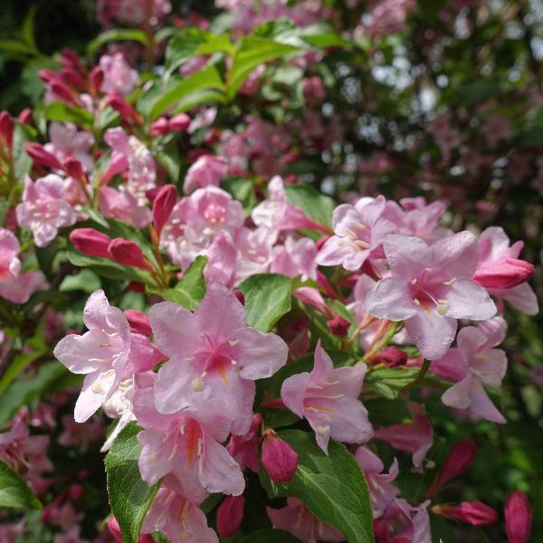 AcquaGarden Outdoor Plants Weigela 'Picobella Rosa'