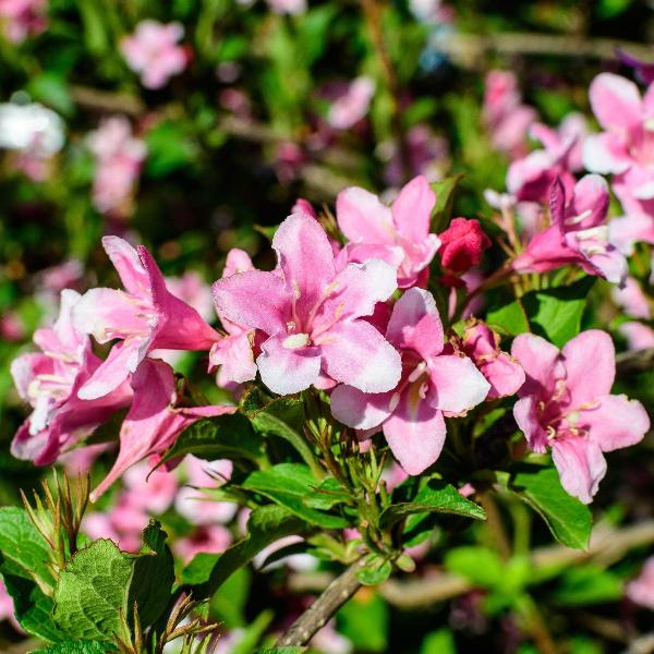 AcquaGarden Outdoor Plants Weigela 'Picobella Rosa'