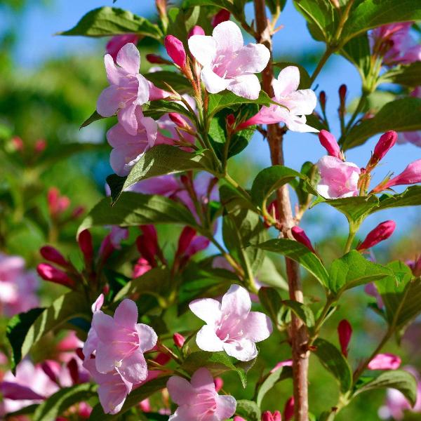 AcquaGarden Outdoor Plants Weigela 'Picobella Rosa'