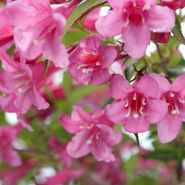 AcquaGarden Outdoor Plants Weigela 'Picobella Rosa'