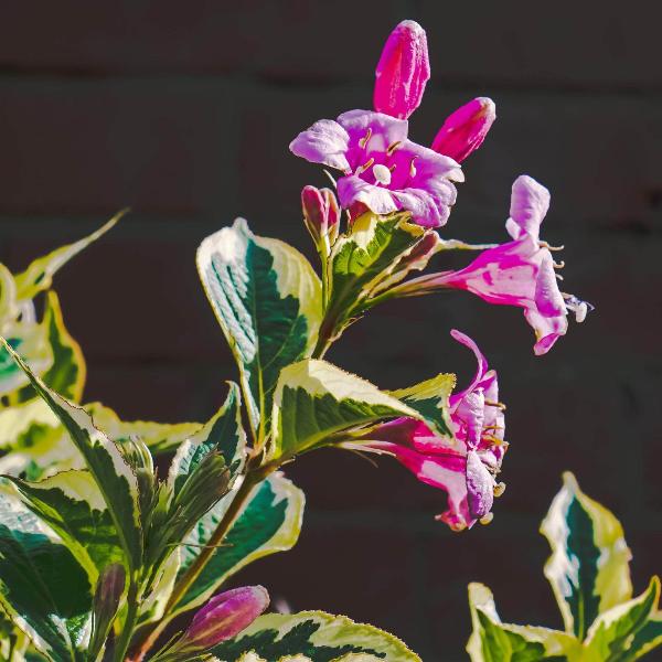 AcquaGarden Outdoor Plants Weigela 'Summer Monet'