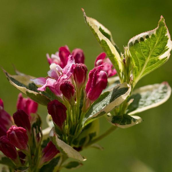 AcquaGarden Outdoor Plants Weigela 'Summer Monet'