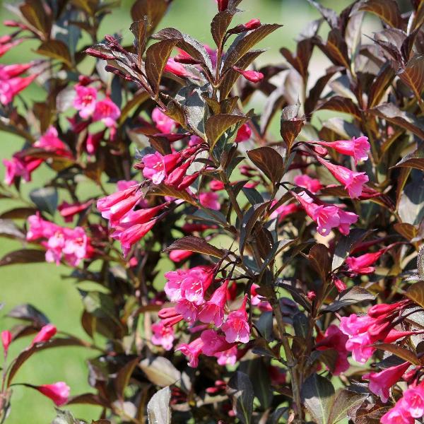 AcquaGarden Outdoor Plants Weigela 'Victoria'