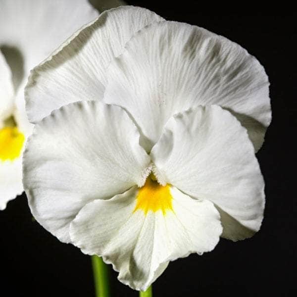 AcquaGarden Pansy 'Delta Pure White'