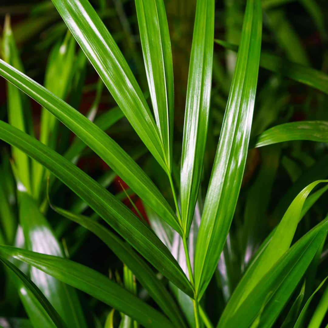 butterfly palm cats Areca Palm (Dypsis lutescens), Butterfly Palm Houseplant | 3 Litre Pot
