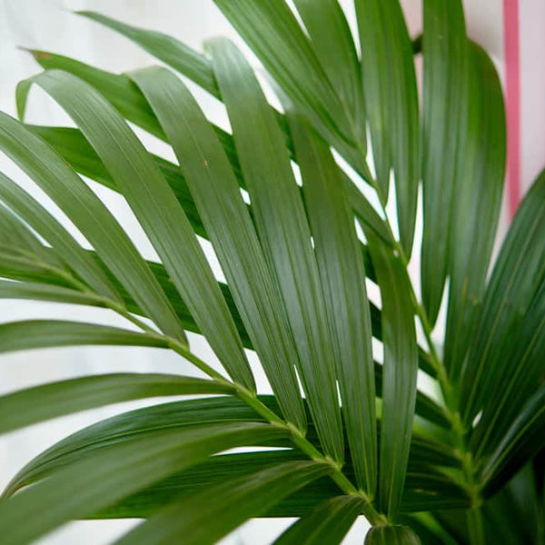 Areca Palm (Dypsis lutescens), Butterfly Palm Houseplant | 3 Litre Pot
