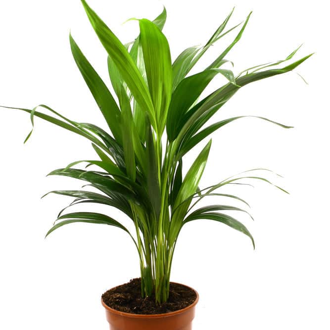 is butterfly palm toxic to cats Areca Palm (Dypsis lutescens), Butterfly Palm Houseplant | 3 Litre Pot