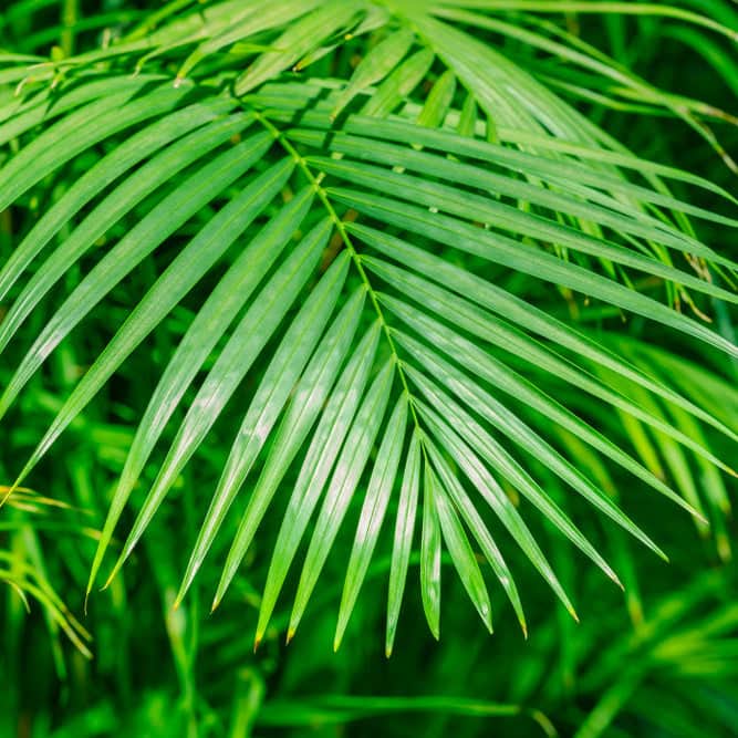 butterfly palm cats Areca Palm (Dypsis lutescens), Butterfly Palm Houseplant | 3 Litre Pot