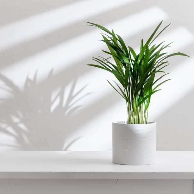 AcquaGarden Plants Areca Palm (Dypsis lutescens) Butterfly Palm