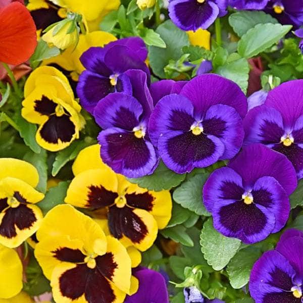 AcquaGarden Plants Bedding Plants Mega-Pack 1 – Mixed Varieties - 96 x Full Plants