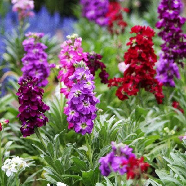 AcquaGarden Plants Bedding Plants Mega-Pack 1 – Mixed Varieties - 96 x Full Plants