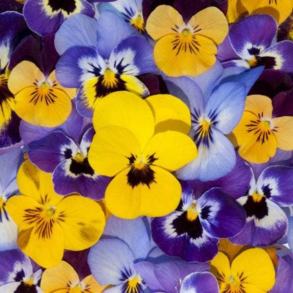 AcquaGarden Plants Bedding Plants Mega-Pack 1 – Mixed Varieties - 96 x Full Plants
