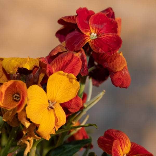 AcquaGarden Plants Bedding Plants Mega-Pack 1 – Mixed Varieties - 96 x Full Plants