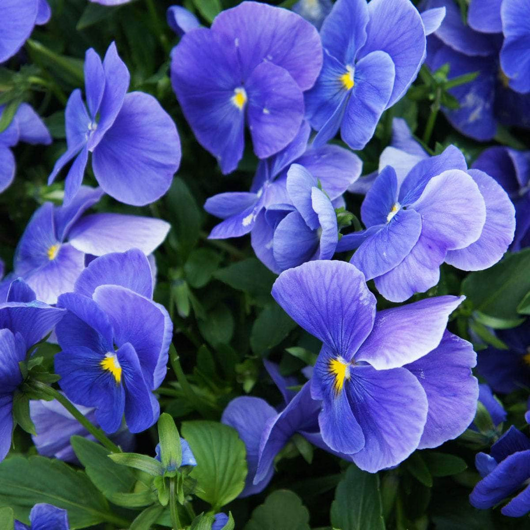 AcquaGarden Plants Bedding Plants Multi-Pack 6 – Purples & Blues Pansy Mix - 60 x Full Plants