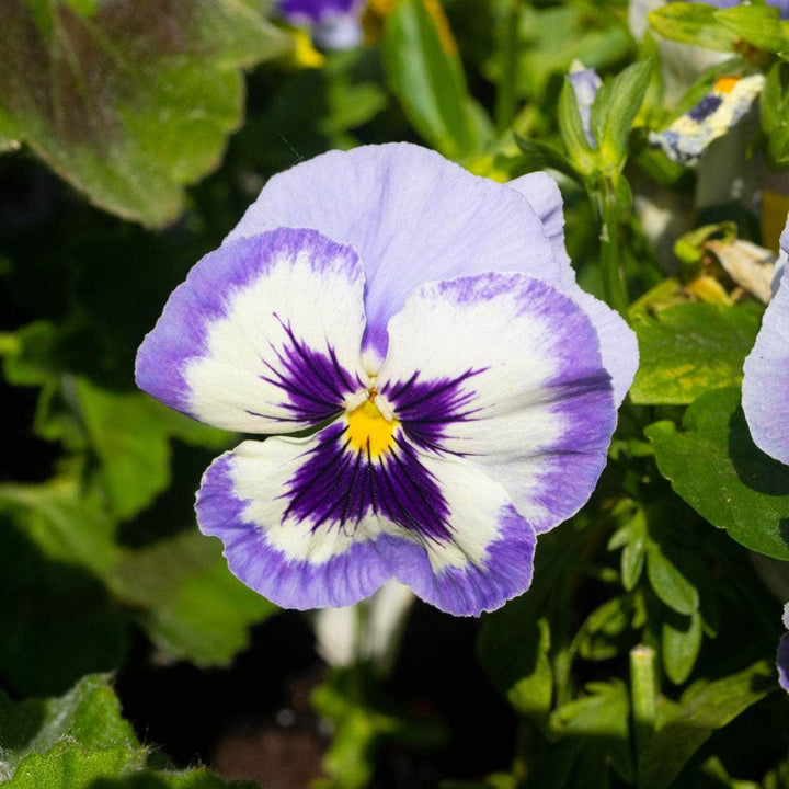 AcquaGarden Plants Bedding Plants Multi-Pack 6 – Purples & Blues Pansy Mix - 60 x Full Plants