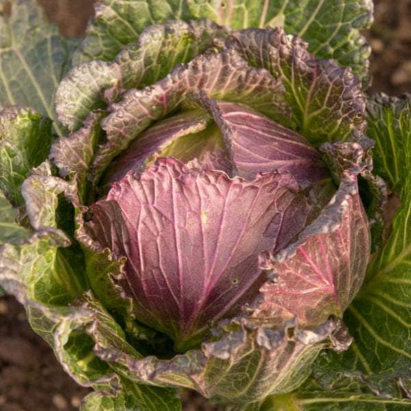 AcquaGarden Plants Cabbage 'January King'