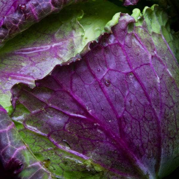 AcquaGarden Plants Cabbage 'January King'