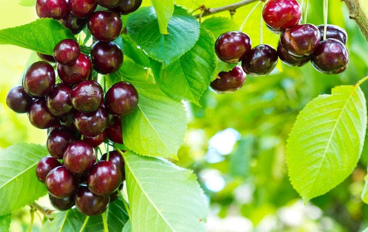 AcquaGarden Plants Cherry 'Sunburst' Tree