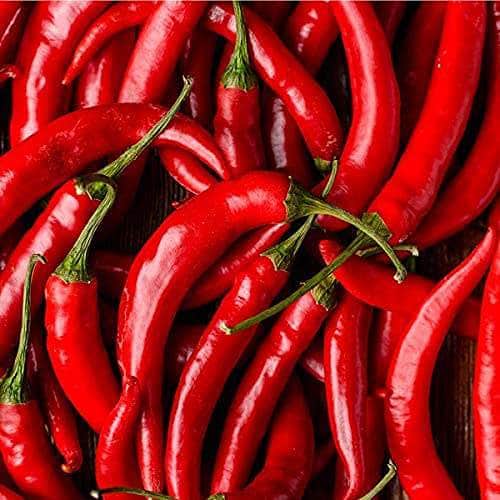 AcquaGarden Plants Chilli 'Cheyenne'