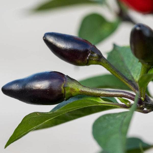 AcquaGarden Plants Chilli 'Gusto Purple'