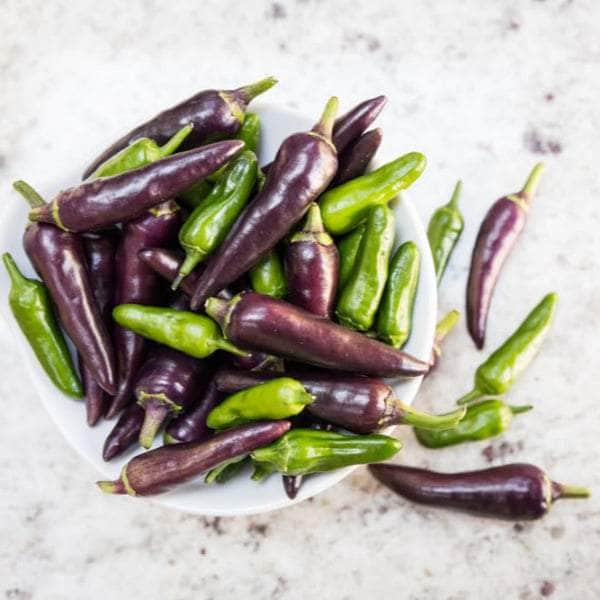 AcquaGarden Plants Chilli 'Gusto Purple'