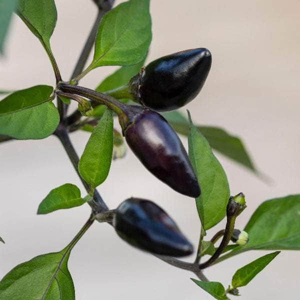 AcquaGarden Plants Chilli 'Gusto Purple'