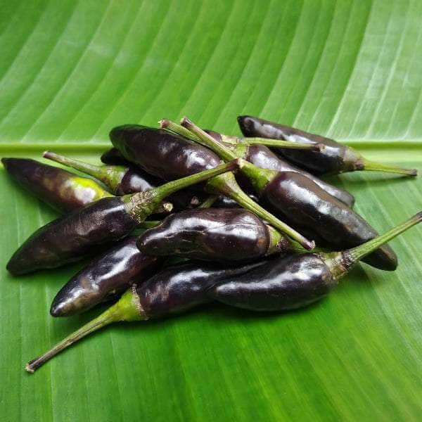 AcquaGarden Plants Chilli 'Gusto Purple'