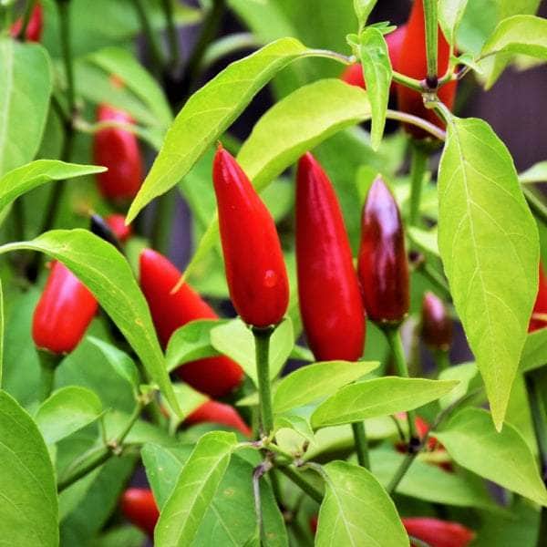 AcquaGarden Plants Chilli Plug Plants Multi-Pack 1 – Mixed Varieties - 24 x Plug Plants